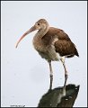 _1SB3737 juvenile white ibis